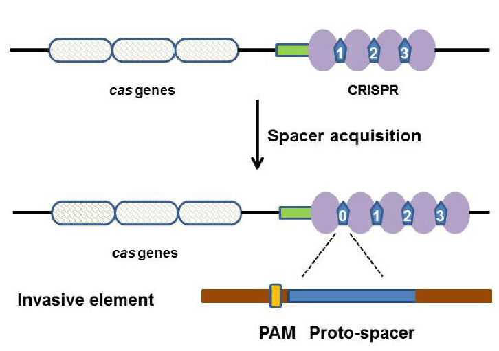 CRISPR and CAS Gene; Two-Component System Used For Effective Targeted Gene Editing