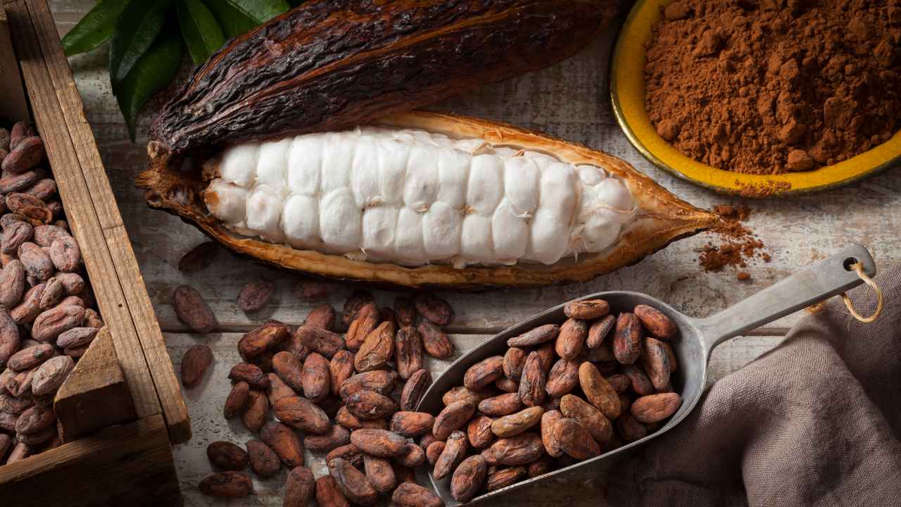 Cocoa; a Powder Made From Roasted, Husked, and Ground Seeds of Theobroma Cacao