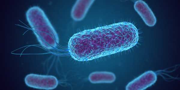 Bacillus Coagulans Market: Increase in Demand for Probiotic Supplements Drives Growth