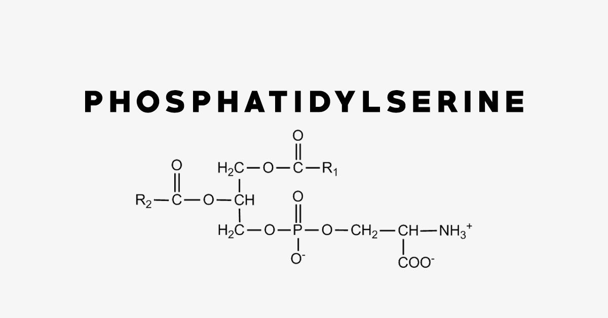 Phosphatidylserine Market: Growing Demand in the Health and Wellness Industry
