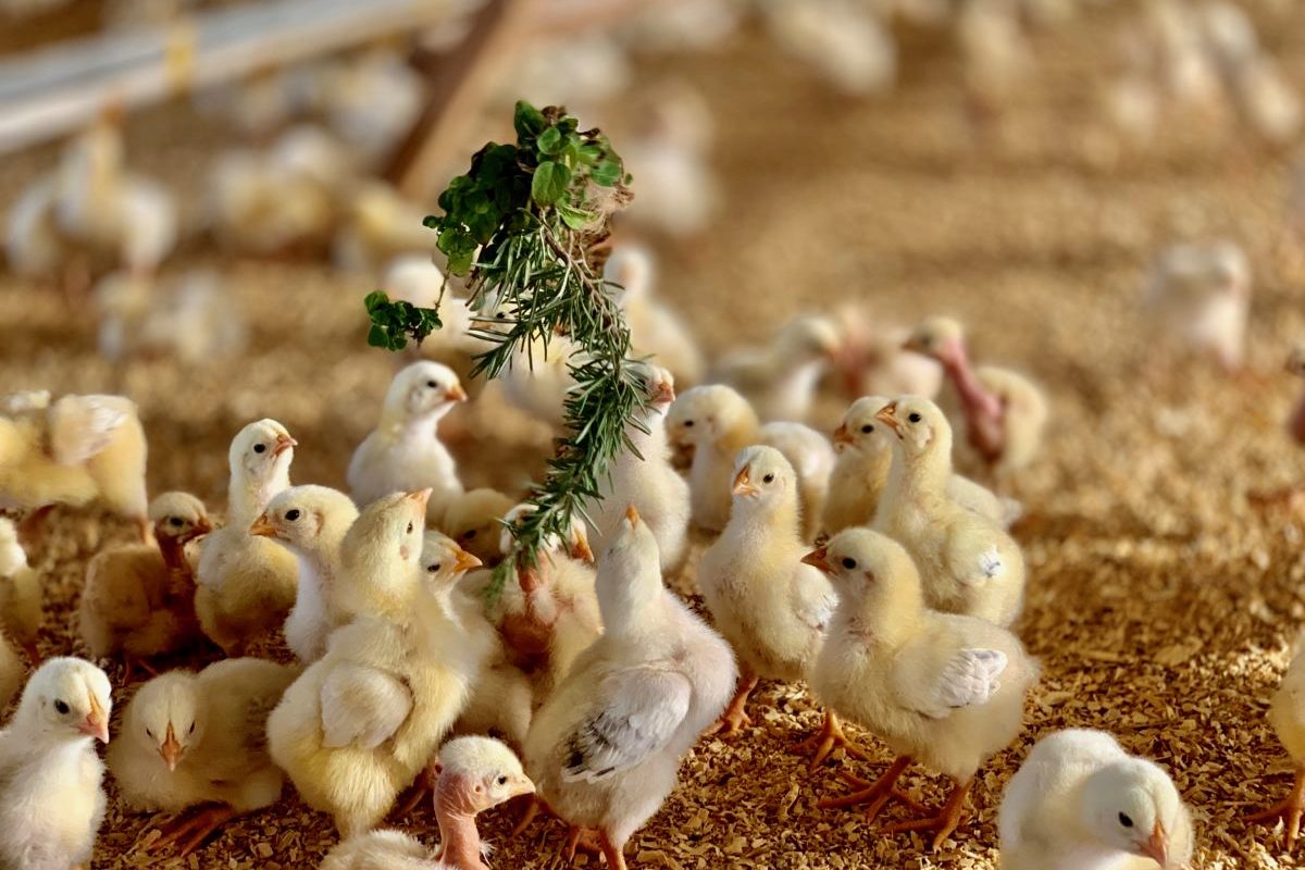 Key players operating in the global poultry market are Tyson Foods, Inc., JBS S.A., Pilgrim’s Pride Corporation, Wens Foodstuff Group Co. Ltd., BRF S.A., Perdue Farms, Sanderson Farms, Baiada Poultry, Bates Turkey Farm, and Amrit Group.