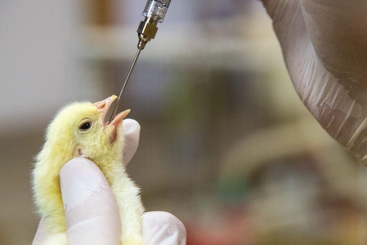 Poultry Vaccine Market: Growing Demand for Animal Health and Welfare Drives the Market