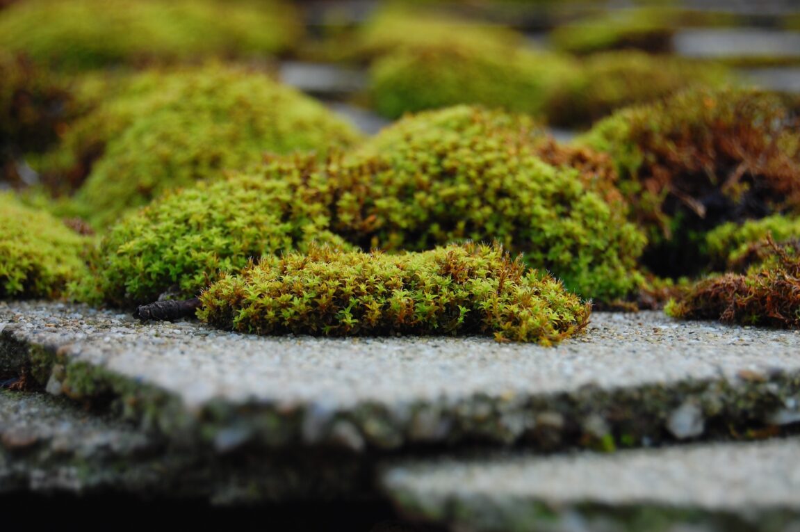 Exploring the Hidden Dynamics of Peat Under Mosses and Shrubs