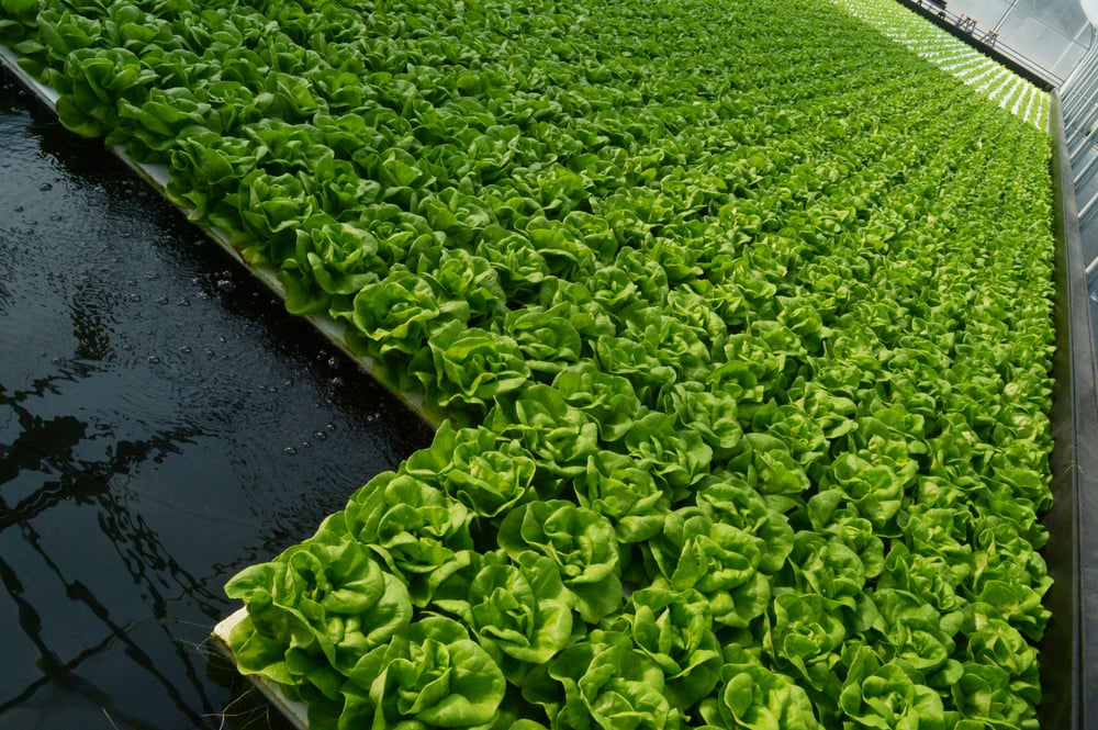The transition towards sustainable agriculture practices to augment crop yield is anticipated to openup the new avenue for Hydroponics Market