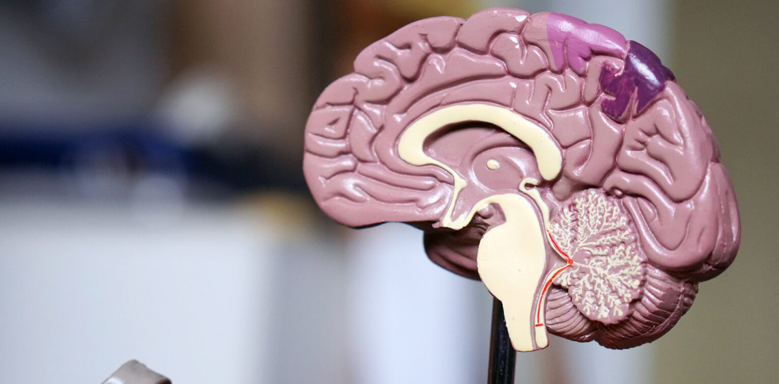 New Evidence Reveals Impact of Childhood Trauma on Brain Function