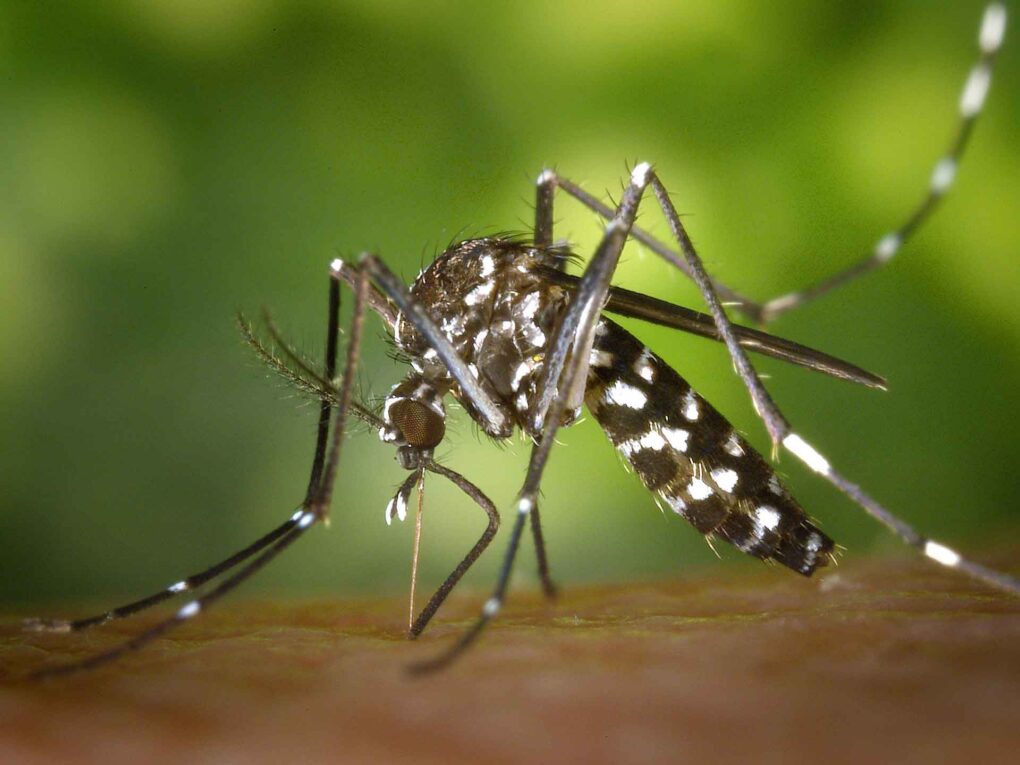 Mosquito Borne Disease Market