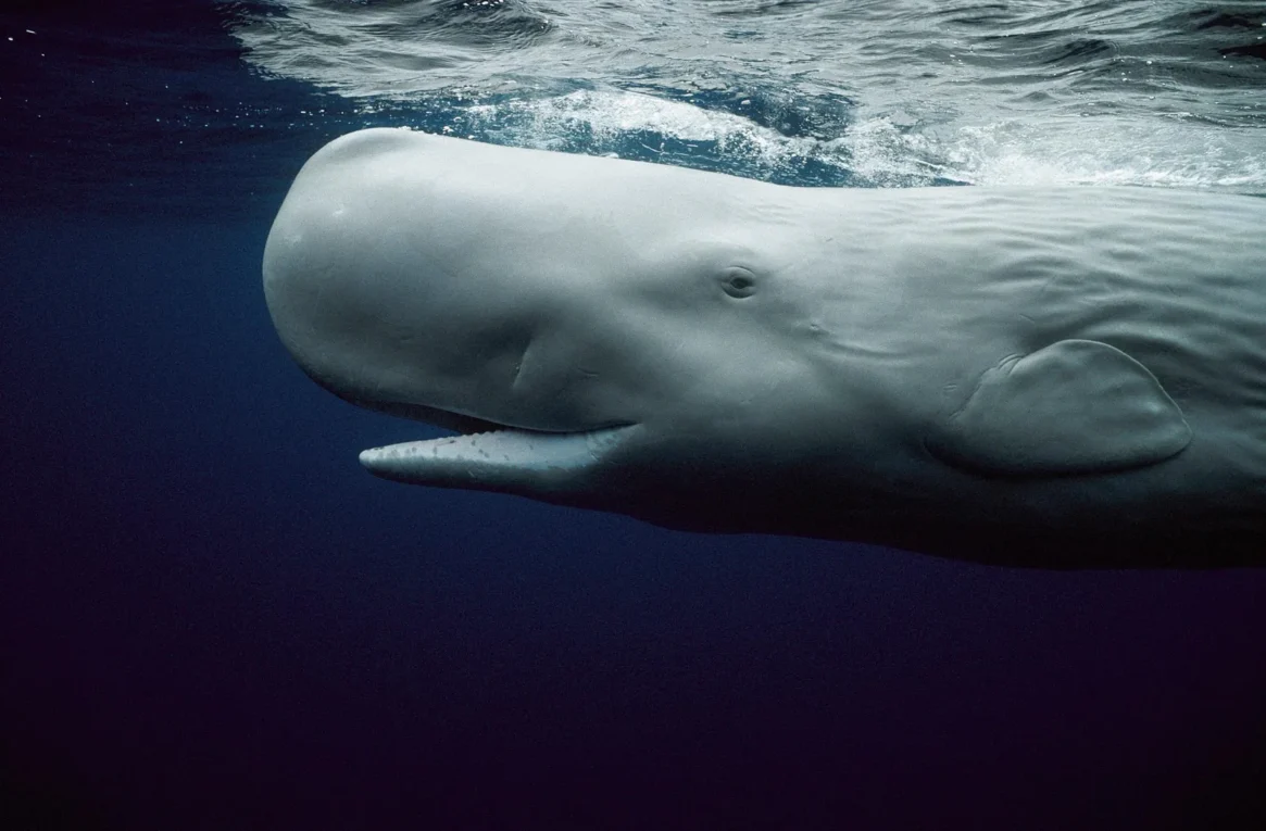 Juvenile Sperm Whale