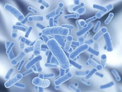Lactobacillus Acidophilus Probiotics Market is Expected to be Flourished by the Rising Health Consciousness Among Consumers
