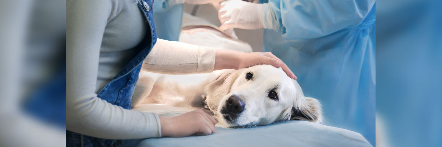 The Ascending Demand for Effective Treatments is Driving the Companion Animal Arthritis Market