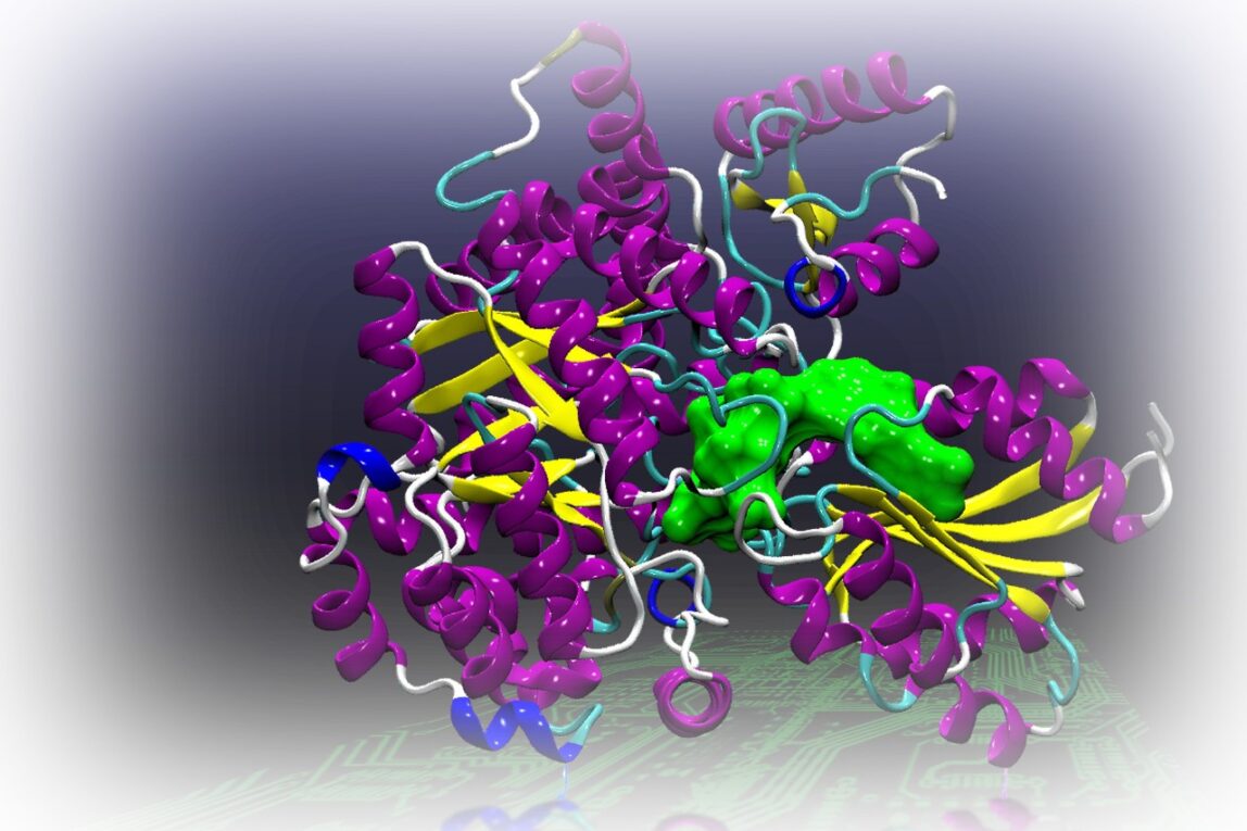 Enzyme identified as crucial for training cells to combat autoimmune disorders