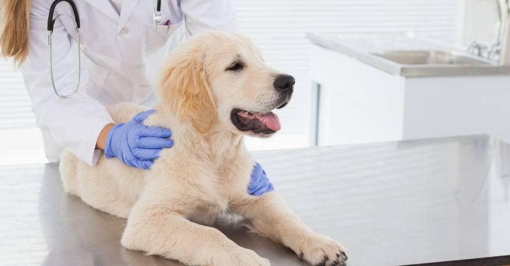 The Global Pet Insurance Market Growth Is Projected To Propelled By Rising Pet Adoption