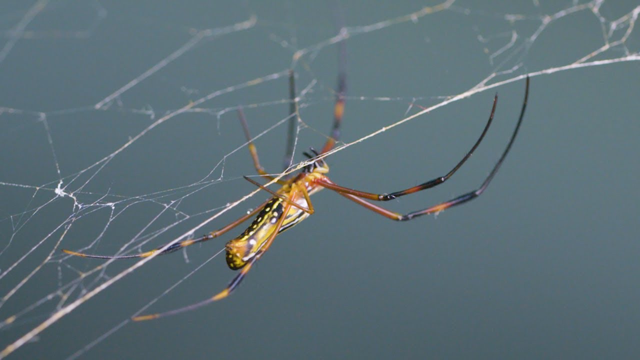 Synthetic Spider Silk Market