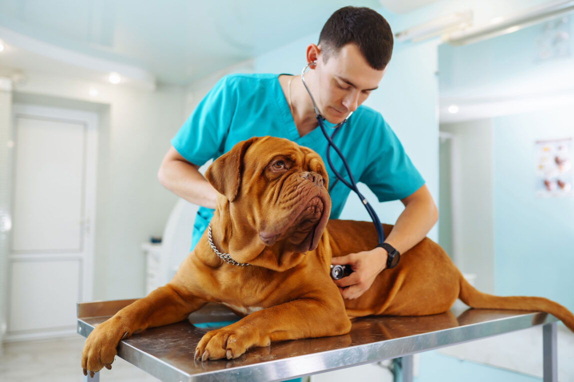 Veterinary Oncology: Providing Cancer Care for Our Furry Friends