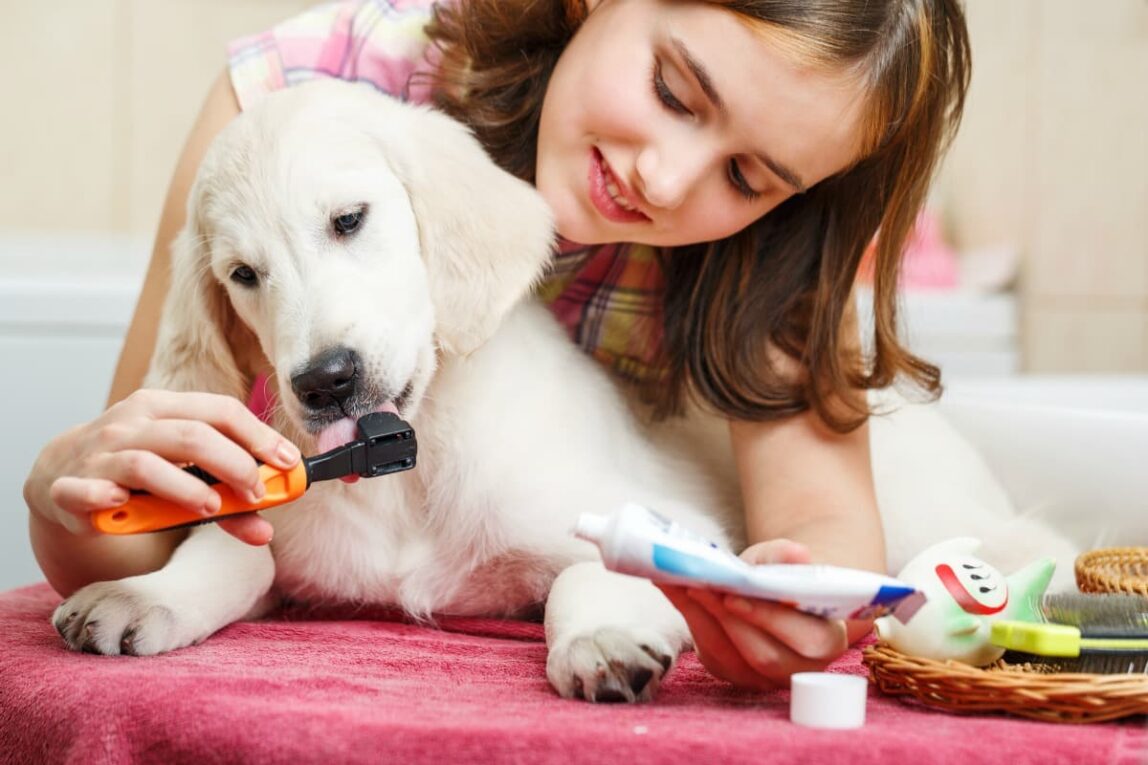 Pet Care Products – Everything You Need to Take Care of Your Furry Friends
