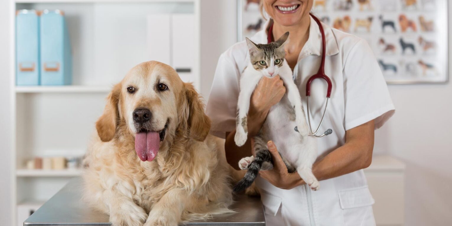 The Growing Importance of Pet Insurance