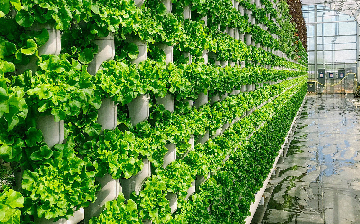 Vertical Farming: The Future of Sustainable Food Production