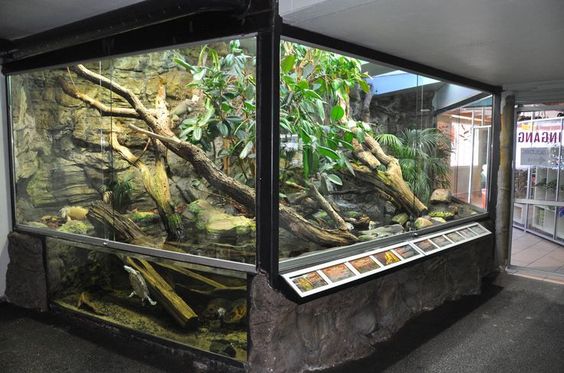 Reptile Enclosure: Designing the Perfect Home for your Pet Reptile